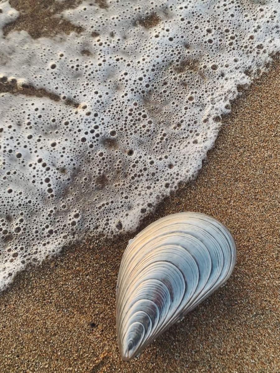 Accessories Farewell Frances | *Imperfect Mussel Shell Purse (Last One)